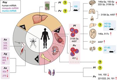 Harnessing the Potential of miRNAs in Malaria Diagnostic and Prevention